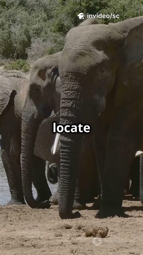 What SECRET Sound Are Elephants Making That Humans Can't Hear? 🐘