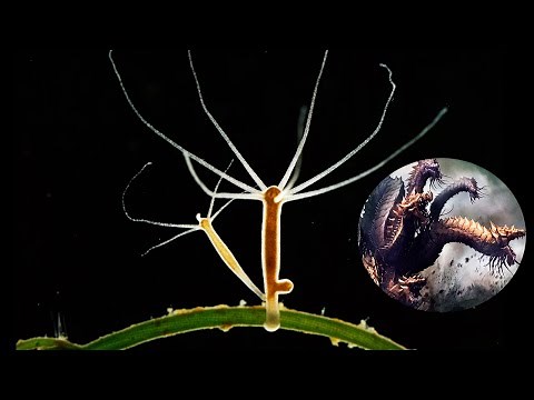 ¿Qué es una HIDRA? | ser VIVO con Inmortalidad biológica
