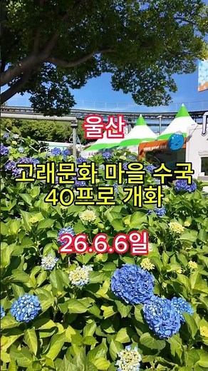 울산 수국 축제 울산 장생포 고래 문화마을 수국 40프로 개화 26/6/6 실시간 #울산수국축제