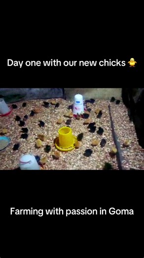 Introducing Our New Chicks on Day 4 of Farming Journey