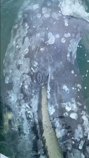 The Whale Didn't Leave Our Boat #incredible #nature #whales