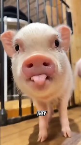 Animals That Started Copying Humans 😳 | Incredible Animal Behavior #shorts
