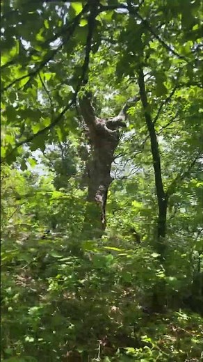 Skull Hollow Nature Trail