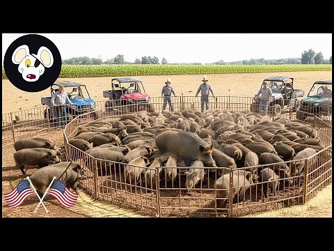 Texas Farmer's Crazy Method For Trapping Wild Boar – You Won't Believe How Effective It Is!