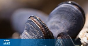 A mussel-based system warns about water quality issues in Poland