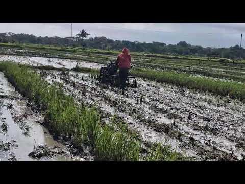 AMAZING TRANSFORMATION! MODERN TRACTORS MAKE RICE FIELD PLOWING PERFECT! - Agriculture Farming
