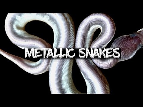 How to make a metallic looking ball python
