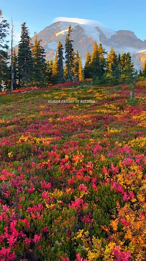 660K views · 45K reactions | In just 4 weeks, Mount Rainier National Park will become a palette of gold, red, yellow and green hues, and it is truly one of the most spectacular sights. These videos were taken on October 6th 2024. Each year is different, but you will typically find peak colors in the first two weeks of October | Julia Thompson | Facebook