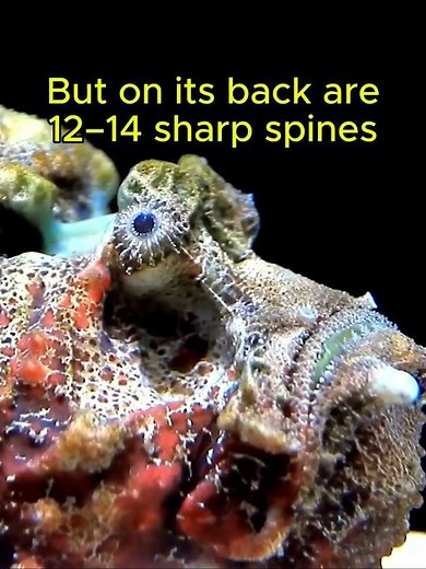 The most venomous fish in the world - master of camouflage #marinemystery #science #ocean