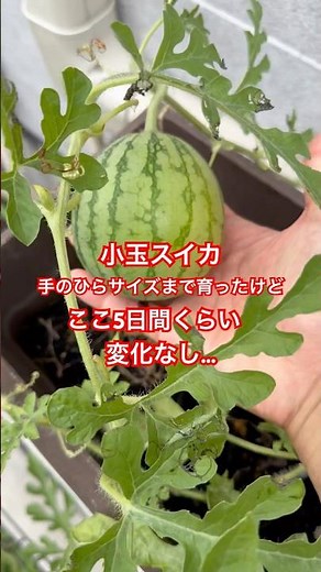小玉スイカの成長が止まった #プランター栽培 #小玉スイカ #こだますいか #追肥 #プランター菜園 #スイカ栽培