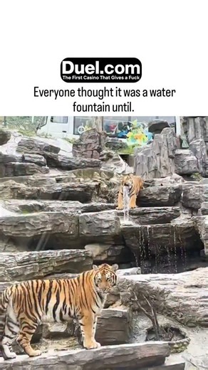 Lazy Legend on Instagram: "The post showcases a 38-second video of a tiger in a zoo enclosure lapping water from an artificial rock waterfall, creating an illusion of a "living fountain" that surprises viewers, as hinted by the caption. With 23,791 likes and 9.5 million views within hours, it highlights the account's focus on whimsical animal behaviors, though top replies express AI skepticism amid rising deepfake concerns in 2025 wildlife content. Tigers typically consume 8-20 liters of water d