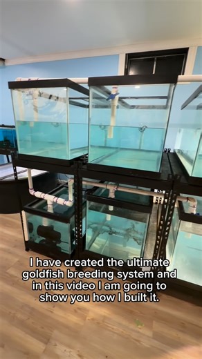 Luke Hagopian on Instagram: "This way spawning adults with plants can be on the bottom and once it’s breeding time spawns can be captured and moved the top! I can also set up salvina grow beds in a separate tank but same system as the babies as they grow out to avoid accidentally scooping them as I harvest the Salvinia, the possibilities are endless! #fish #goldfish #aquarium #ranchu"