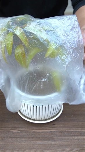 104K views · 1.4K reactions | How to Grow Mango Trees Super Fast and Fruit Early | T-Studio | Facebook