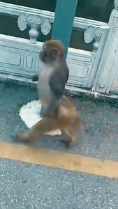 1.4K views · 17 reactions | Hard life of poor handicap monkey | Joshua Norris | Facebook