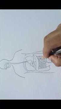 Simple human digestive system