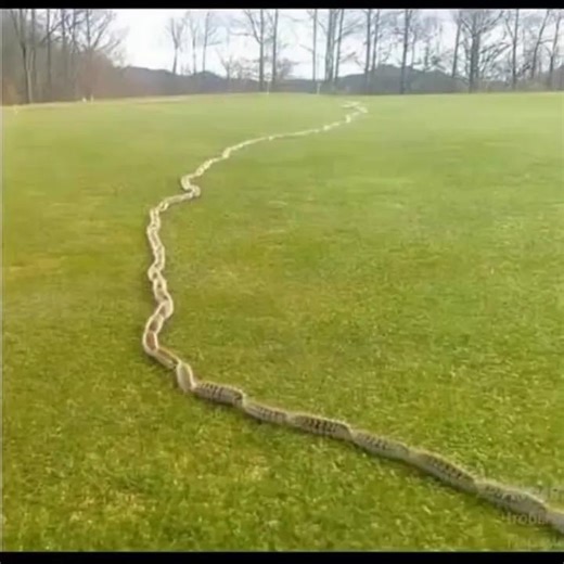 16K views · 3 comments | I Thought It Was Just a Rope in the Grass—Until I Looked Closer and Screamed SEE IN COMMENT ⬇️⬇️ | Comedy Story | Facebook