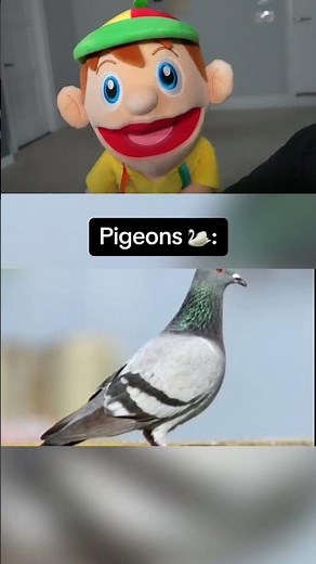 How Animals See The World!
