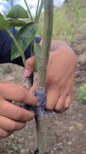 Natural Insect Repellent for Plants: DIY Homemade Insecticide