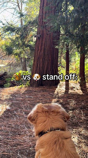 Epic Showdown: Dog vs Squirrel