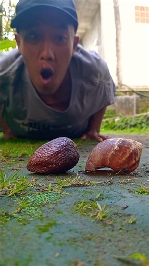 wooo..there's a snake that wants to eat the salak fruit🐌🐌🥦🍎🍒🍉🥑