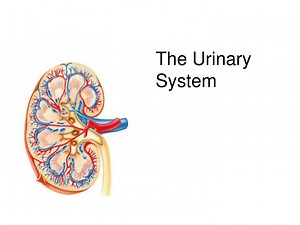 The Urinary System - SlideServe