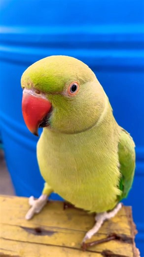Indian Ringneck parrot video # Talking parrot video #viralvideo #nonstoptalkingparrot #talkingparrot