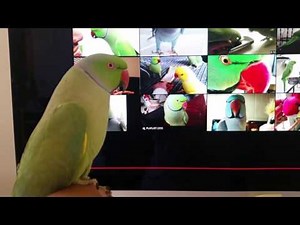 Indian Ring neck parrot talking Kiwi