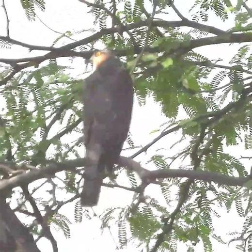 Eurasian Sparrowhawk #raptors #youtubeshorts