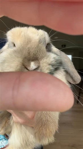 Blue Eye Bunny - Halo | Rabbit Pals