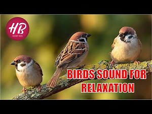 Birds ( Sparrow ) Sounds for Relaxation 004 - Honey Box