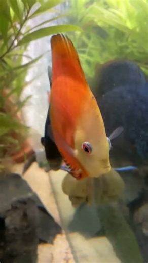 Beautiful Discus Tank!#cat #rock #music #metal #cat #fishtank #funny #aquarium #aquascape