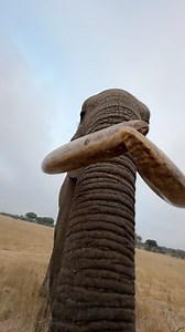 Look at these tusks on this massive bull elephant – the grains and color have a story to tell! 🐘🌍 #conservation #animals #Imire | Reilly Travers