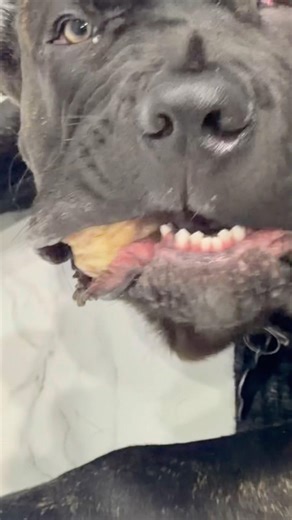 Cane Corso Puppy Eating Bones 🦴🐶 | Hard & Soft Chews for Teething & Strong Teeth