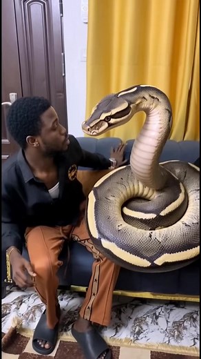 My fiance is a snake 😳