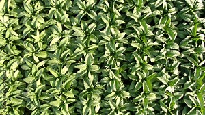Aerial overhead shot over a tobacco plantation in Pennsylvania.