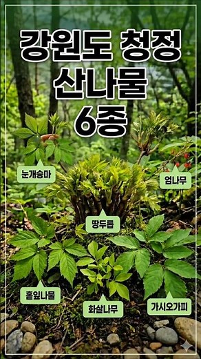 6 Types of Pristine Wild Greens from Hongcheon, Gangwon-do #GangwonNamul #HongcheonNamul #Pristin...