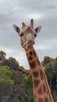 La girafe et le secret des cieux