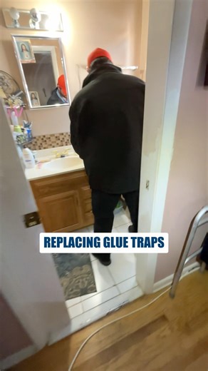 When a Glue Trap Needs to Be Replaced #shorts