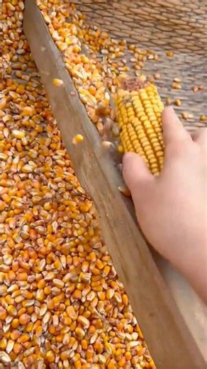 Traditional Corn Shelling Process Showcasing Efficient Grain Separation Techniques