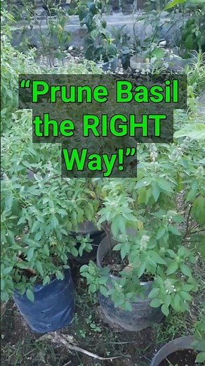 How to Prune Basil for Bigger, Bushier Growth