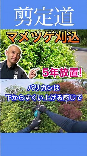 《The First Step with Hedge Trimmers!!》Start Your Hedge Trimming Here #PruningMethods #HedgeTrimme...