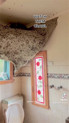DEADLIEST Wasp Nest discovered in Vic, Australia. @dappestcontrol You asked for more.. watch them crawl alive all over the nest and see the carnage of the aftermath! #australia #wasp #nest #pestcontrol #europeanwasp #dappestcontrol #deadliestwaspnest