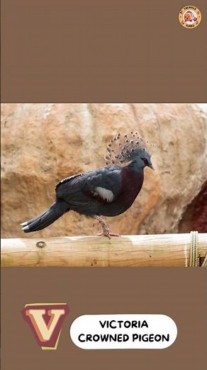 ABC Australian Animals Song - Part 3: V to Z - #singing & #learning #abcd together
