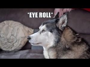 Husky Got 2 Surprises! He Was Shocked Both Times!