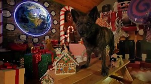 Santa Stole Our Dog movie