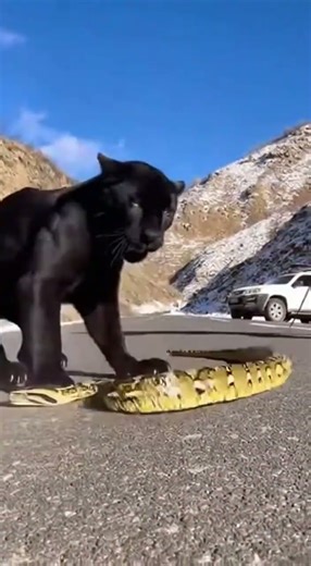 Python vs Panther – Unbelievable Scene Epic Wildlife Showdown #wildlife #nature #animals