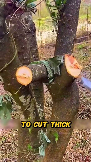The most powerful tree shears in the world 😱 #shortvideo