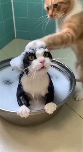 "Hilarious Chaos: One Cat Throws a Tantrum at Then Hits Her Was It a Lesson or a Fight Beginning?