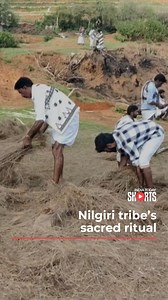 Toda tribe’s sacred Rritual, re-thatching temples with rare nilgiri grass #TodaTribe #NilgiriHills #UNESCO #HeritageSite #ITDigital | India Today