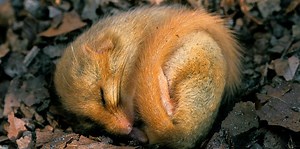 Why Scientists Want to Unlock the Health Secrets of Hibernating Animals
